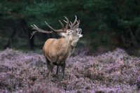 287 - HERT OP DE VELUWE - DE GROOF EDDY - belgium <div